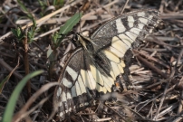 Le Machaon (Lpidoptre - Papilionidae - Papilio machaon)